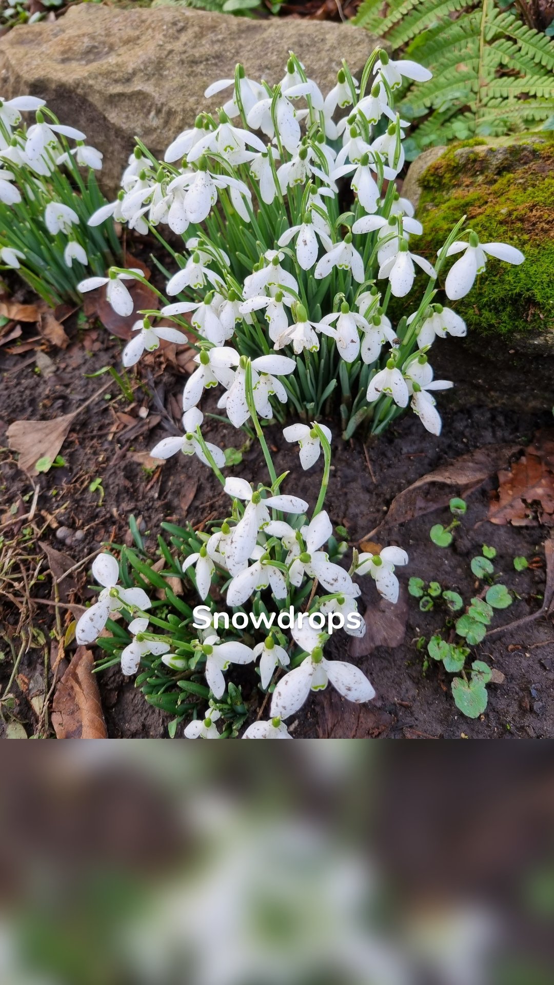 Snowdrops